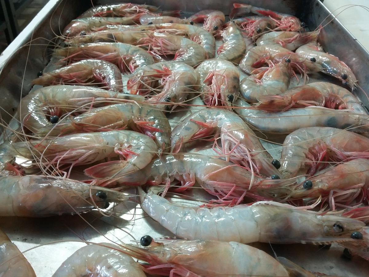 Pousada Chef Brasil Barra Velha  Eksteriør bilde